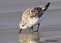 Calidris alba